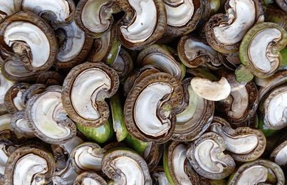 Raw Cashew Nuts In Shell